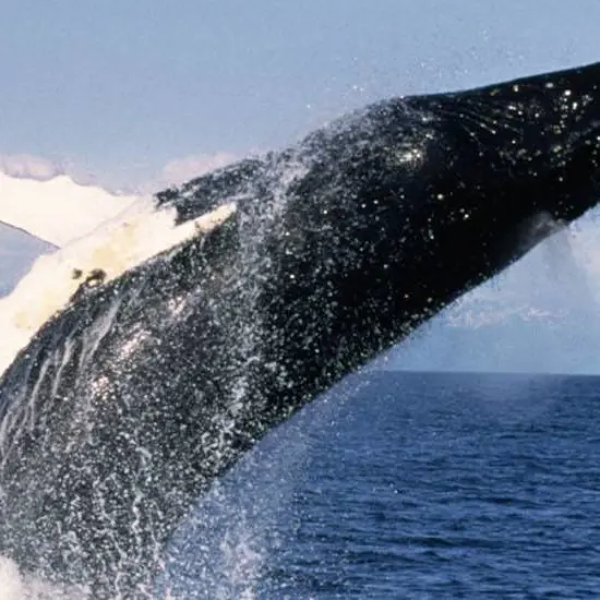 incredible experiences