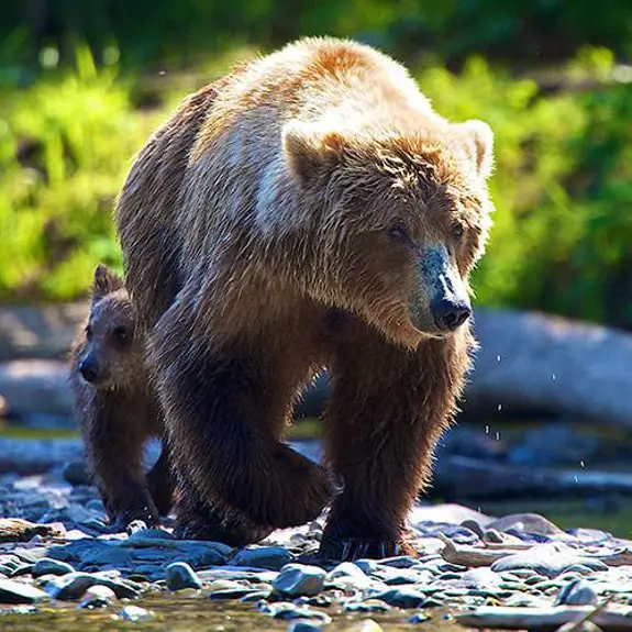 Grizzly Bear 800X500