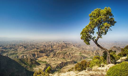 Large dry valley and single green tree, Ethiopia