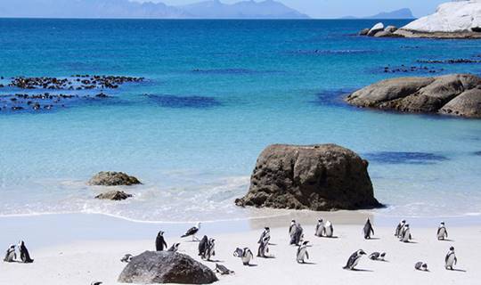 Penguins on a golden beach, South Africa