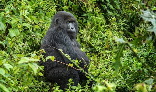 A single Gorilla sat among green leaves, Uganda