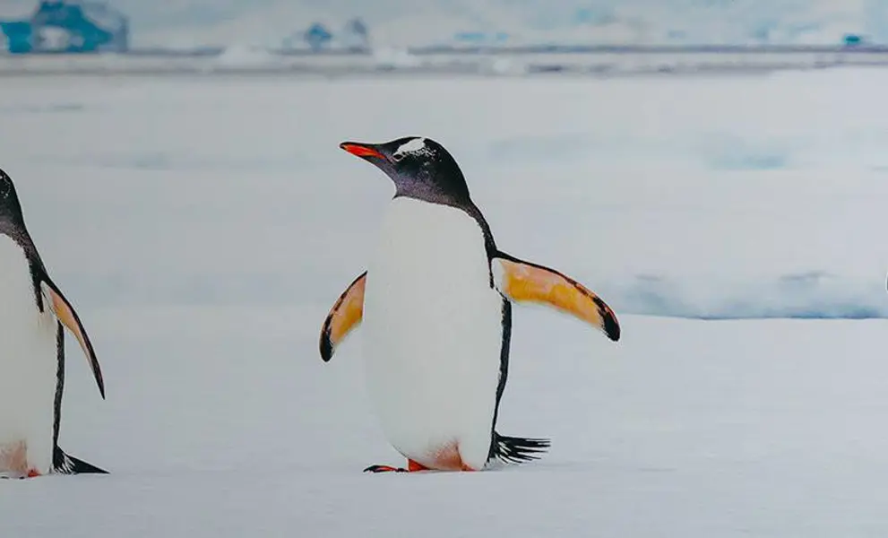 Three penguins in the snow, Antarctica