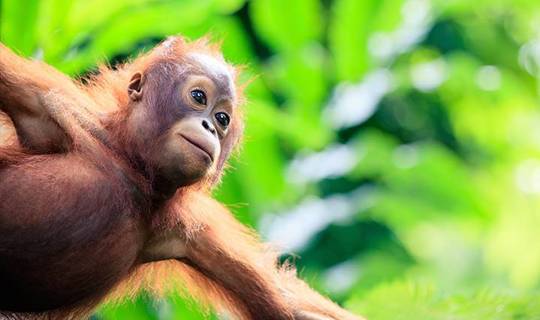 Young orangutan hanging from a tree