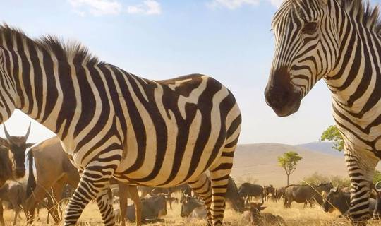 Zebra & Wildebeast - the African Tala Game Reserve