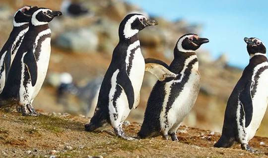Penguins on Magdalena Island in Chile's Patagonia
