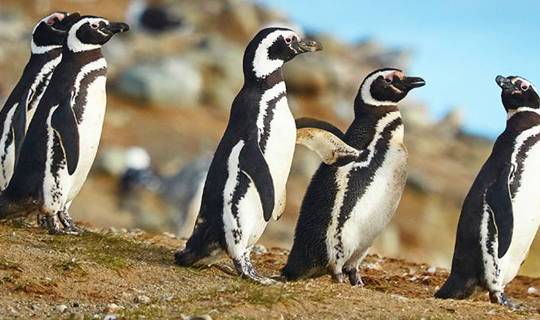 Penguins on Magdalena Island in Chile's Patagonia
