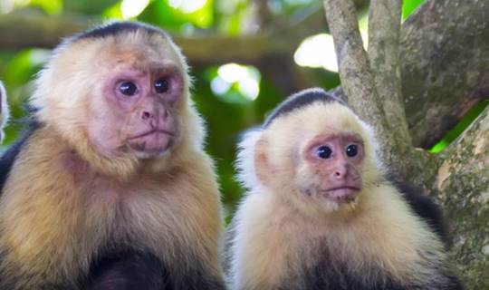 White-faced Capuchin monkeys, Costa Rica
