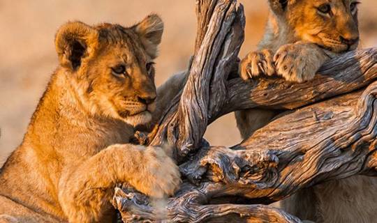 Baby lions climbing a fallen tree in Namibia