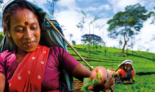 Picking tea in Sri Lanka