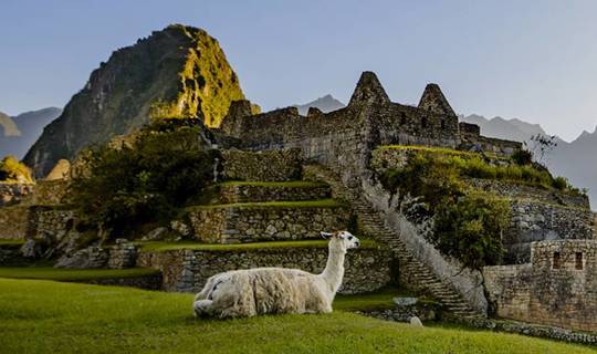 Two Llama sitting among ancient ruins, Peru