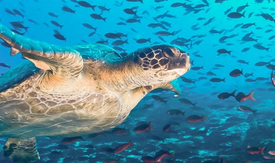 Sea turtle, Galapagos Islands, Ecuador