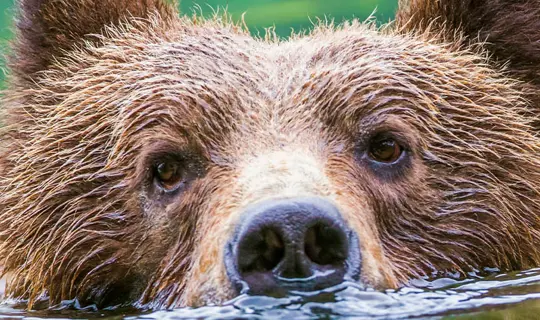 Grizzly Bear, Canada