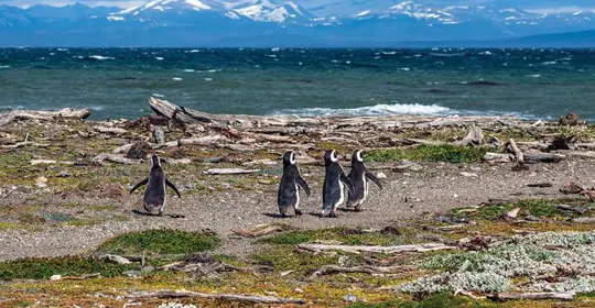 Penguins on Magdalena Island in Chile's Patagonia