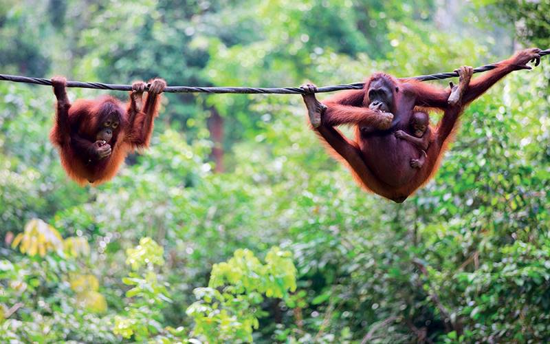 https://www.justyou.co.uk/media/2581/wild-borneo-slbor.jpg?rxy=0.60264900662251653,0.45744680851063829&width=800&height=500&v=1da051d773e1a00