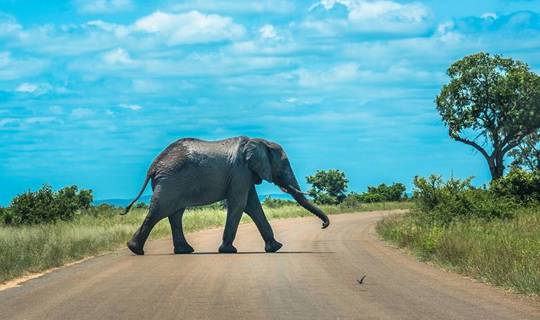 Elephant at Kruger national Park, South Africa