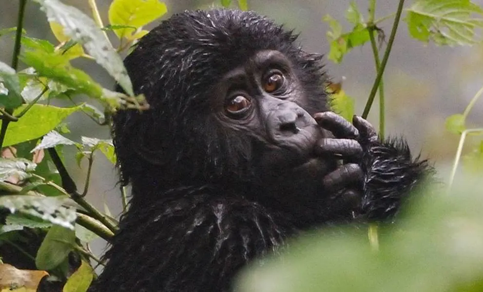 Uganda Gorilla