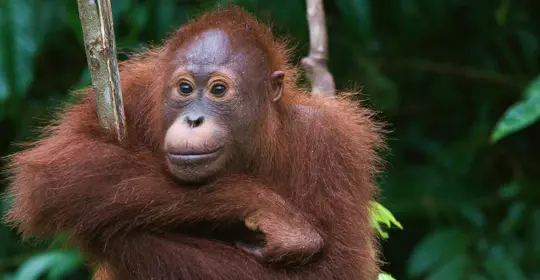 Orangutans in the forest