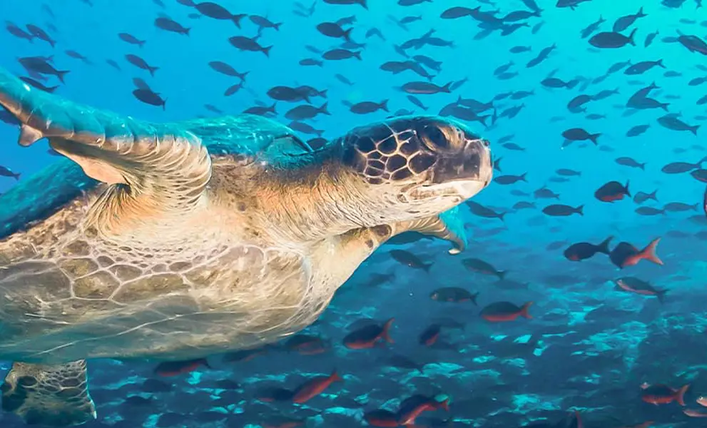 Galapagos Wildlife