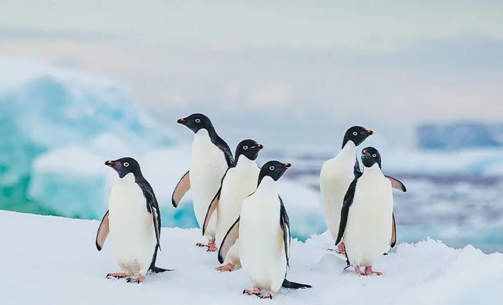Penguins in Antarctica