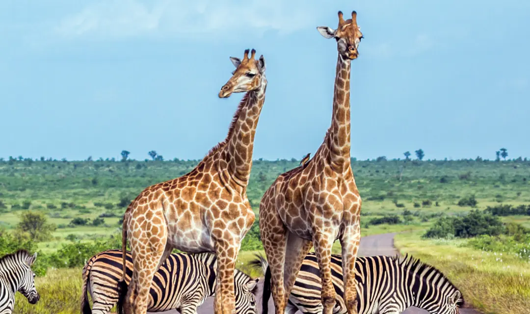 South Africa Banner