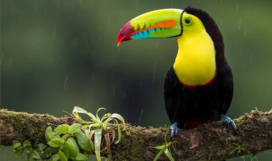 Toucan Costa Rica