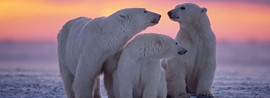 winter polar bear adventure