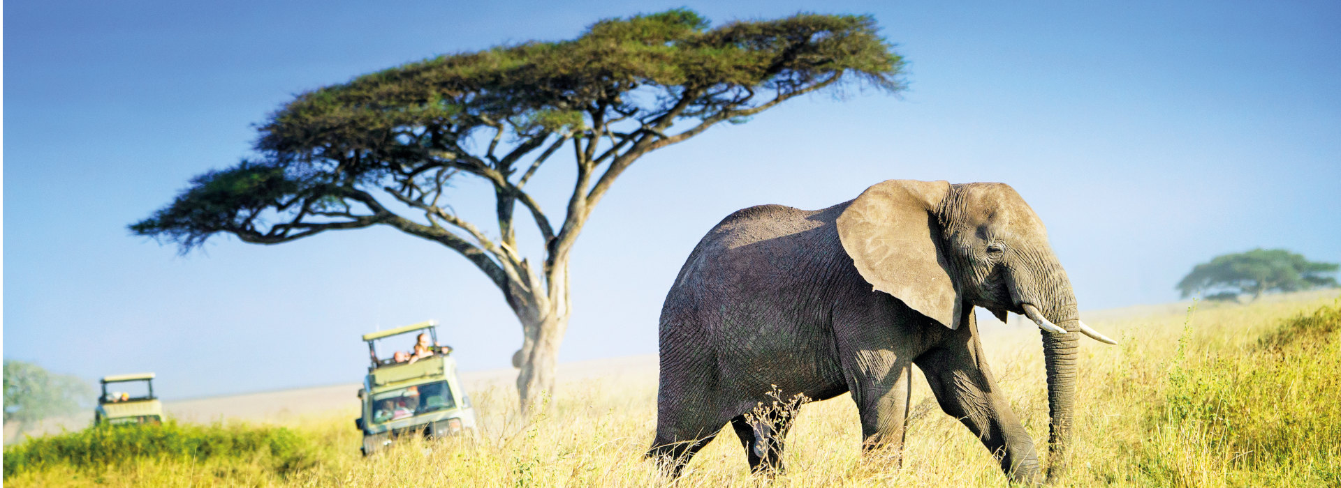 South Africa Safari Banner 2