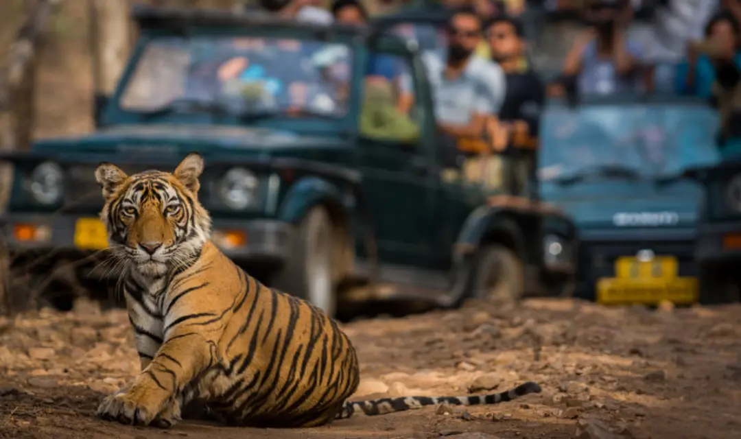 A tiger in Ranthanbore National Park - solo holidays to India