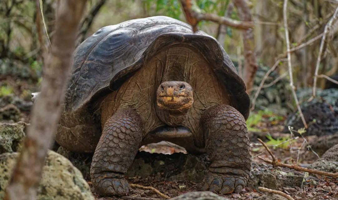 A tortoise in the Galapagos Islands - solo holidays to South America