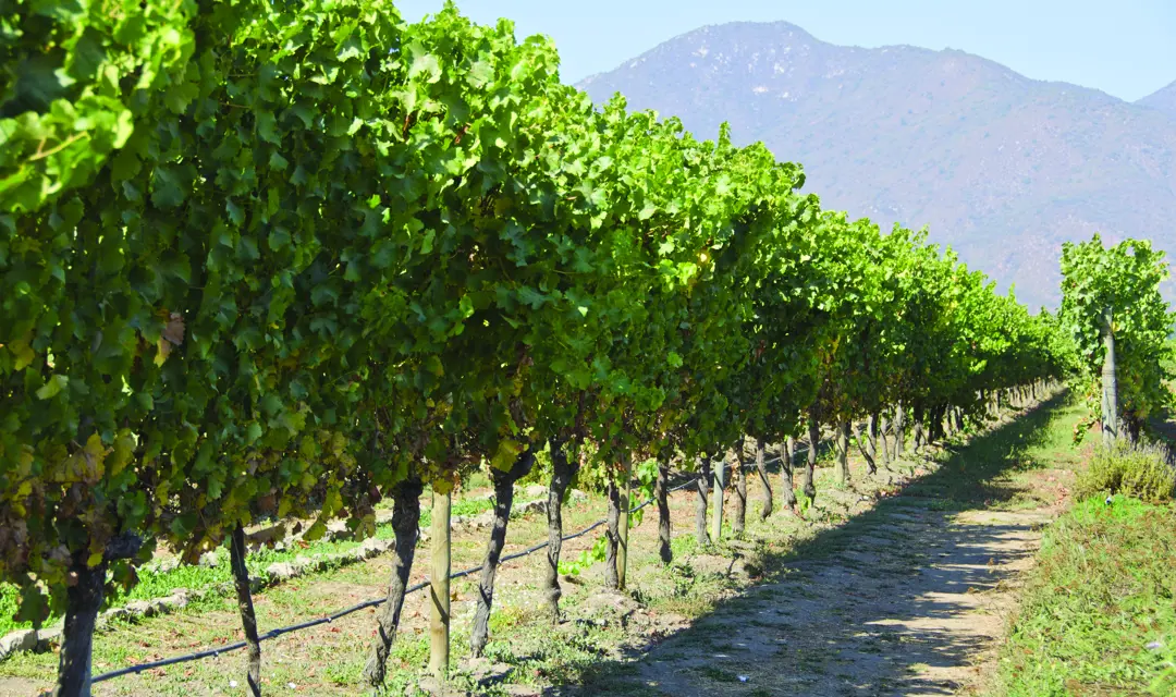 Vineyard_JY_Cares.jpg
