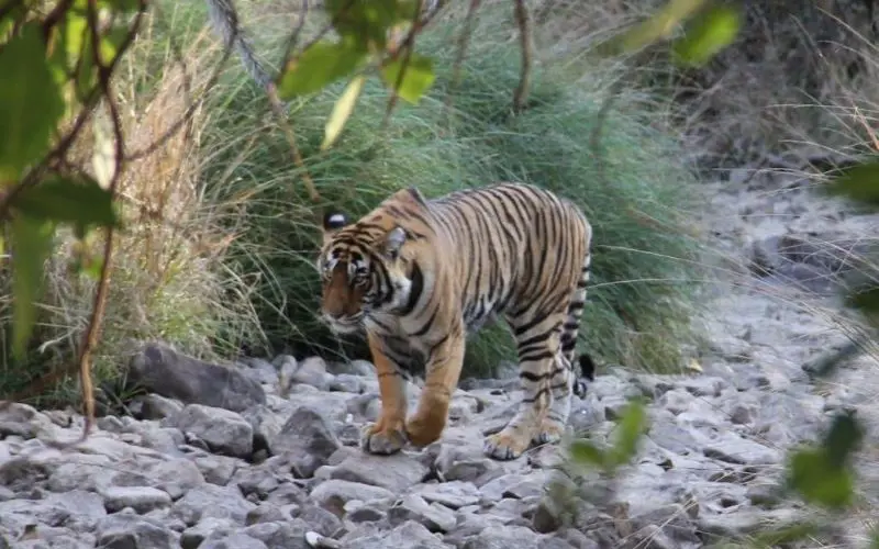 slind2_patricia_tiger.jpg