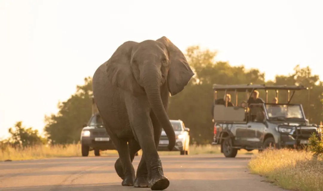 An elephant on safari - solo holidays in South Africa