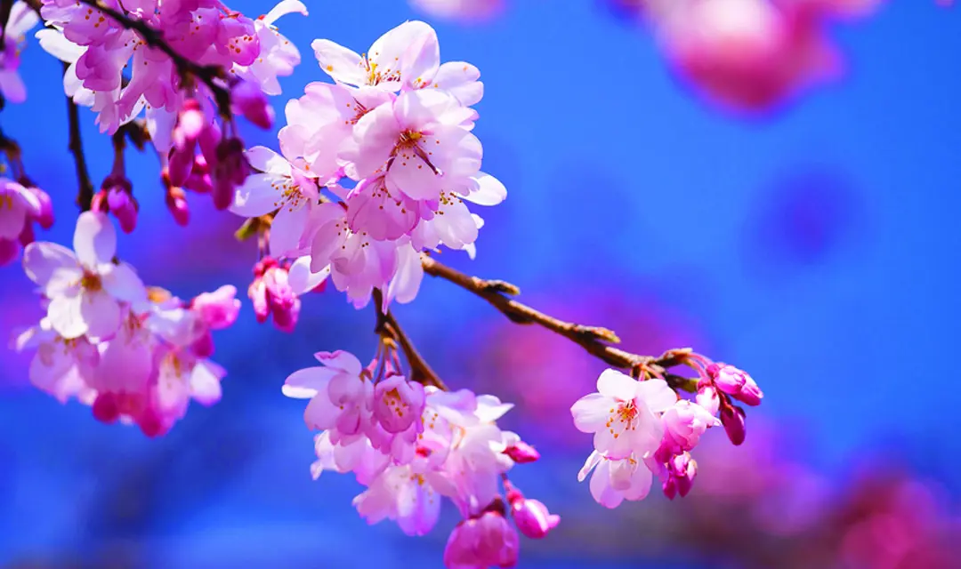 RF_Japan_Cherry Blossom_shutterstock_131808020.jpg
