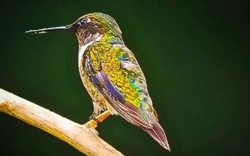 JY_Costa_Rica_Hummingbird_2.png