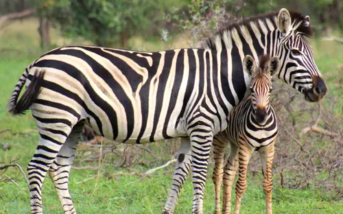 zebras (1).jpg