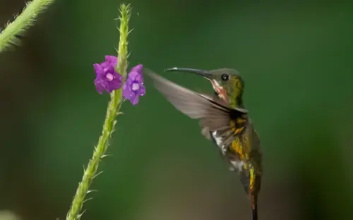 JY_Costa_Rica_Hummingbird.png