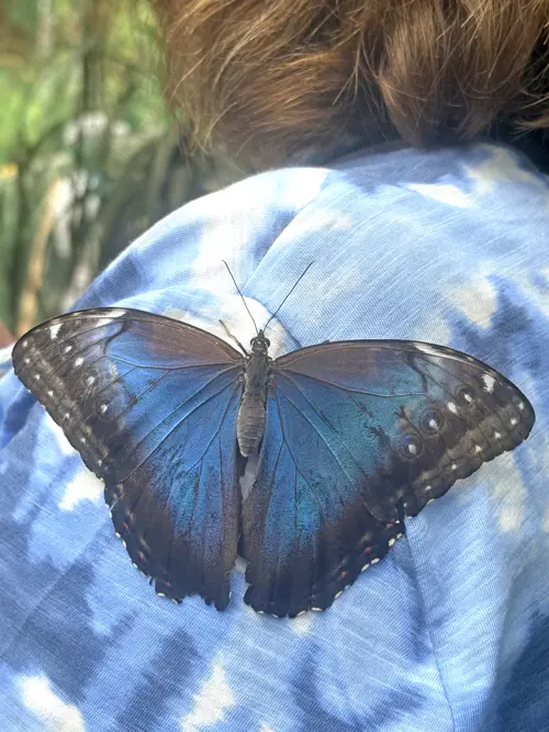 Blue Morpho.jpg
