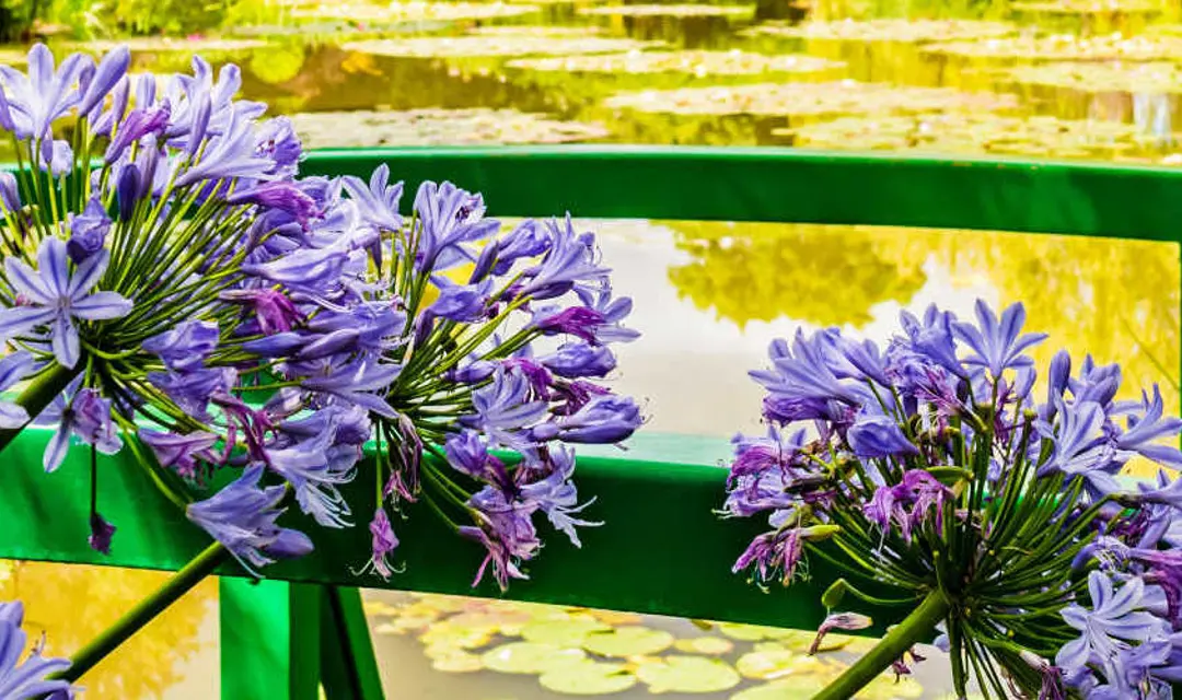 Flowers on the bridge