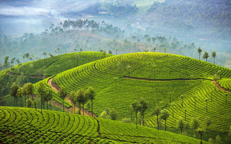 Top Tips For Visiting Kerala, India - A beautiful view of Munnar