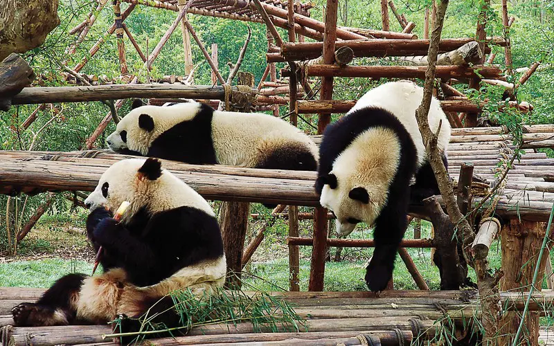 JY_cares_slcgr_chengdu_800x500.jpg