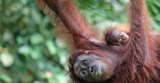 RF_chris-charles-MTh5767B1rs-unsplash_Shot at Sepilok Orangutan Rehabilitation Centre in Sabah, Malaysia, Borneo..jpg