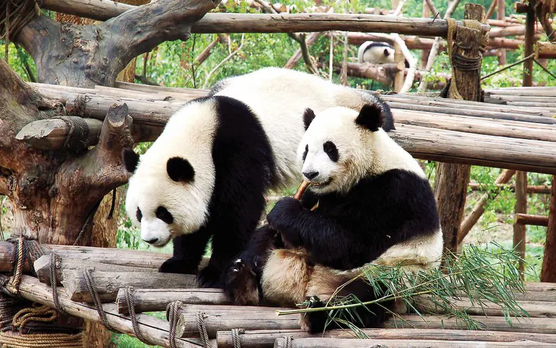JY_cares_slcgr_chengdu2_800x500.jpg